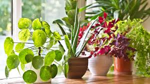 benefits of indoor plants