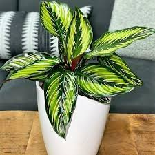 incorporating indoor plants for a fresh look